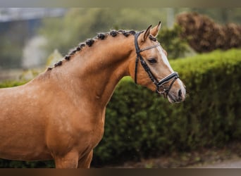 Deutsches Reitpony, Hengst, 3 Jahre, 148 cm, Falbe