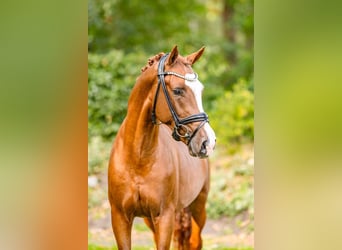 Deutsches Reitpony, Hengst, 3 Jahre, 148 cm, Fuchs