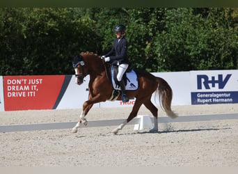 Deutsches Reitpony, Hengst, 3 Jahre, 148 cm, Fuchs