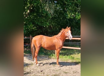 Deutsches Reitpony, Hengst, 3 Jahre, 148 cm, Fuchs