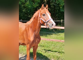 Deutsches Reitpony, Hengst, 3 Jahre, 148 cm, Fuchs