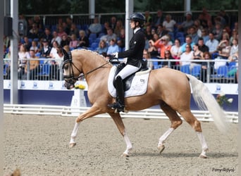 Deutsches Reitpony, Hengst, 3 Jahre, 148 cm, Palomino