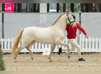 Deutsches Reitpony, Hengst, 3 Jahre, 148 cm, Perlino