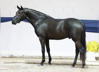 Deutsches Reitpony, Hengst, 3 Jahre, 148 cm, Rappe