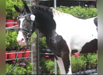 Deutsches Reitpony, Hengst, 3 Jahre, 148 cm, Schecke