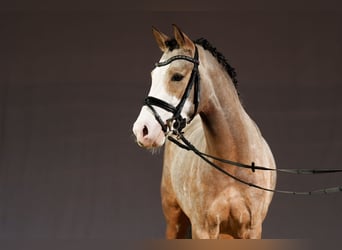 Deutsches Reitpony, Hengst, 3 Jahre, 148 cm