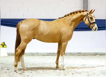 Deutsches Reitpony, Hengst, 3 Jahre, 149 cm, Fuchs