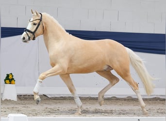 Deutsches Reitpony, Hengst, 3 Jahre, 149 cm, Palomino