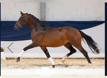 Deutsches Reitpony, Hengst, 3 Jahre, 150 cm, Brauner