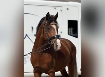 Deutsches Reitpony, Hengst, 3 Jahre, 150 cm, Brauner