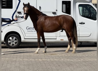 Deutsches Reitpony, Hengst, 3 Jahre, 150 cm, Brauner