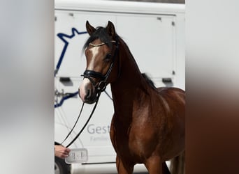 Deutsches Reitpony, Hengst, 3 Jahre, 150 cm, Brauner