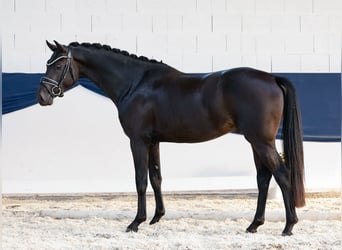 Deutsches Reitpony, Hengst, 3 Jahre, 150 cm, Dunkelbrauner