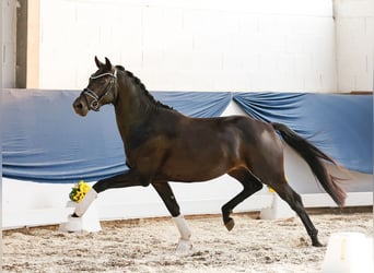 Deutsches Reitpony, Hengst, 3 Jahre, 150 cm, Dunkelbrauner