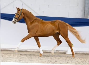 Deutsches Reitpony, Hengst, 3 Jahre, 150 cm, Fuchs