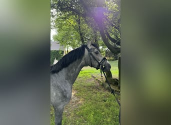 Deutsches Reitpony, Hengst, 3 Jahre, 150 cm, Schimmel