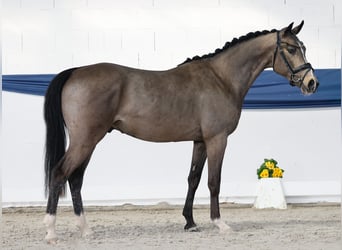 Deutsches Reitpony, Hengst, 3 Jahre, 151 cm, Falbe