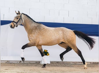 Deutsches Reitpony, Hengst, 3 Jahre, 151 cm, Falbe