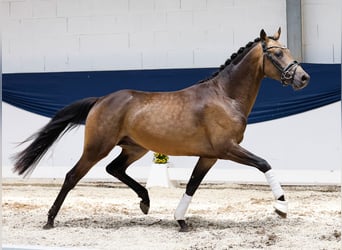 Deutsches Reitpony, Hengst, 3 Jahre, 152 cm, Falbe