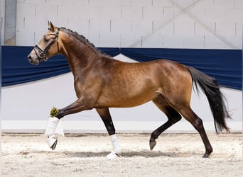 Deutsches Reitpony, Hengst, 3 Jahre, 152 cm, Falbe