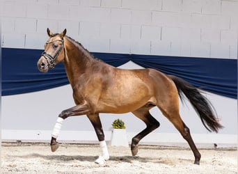 Deutsches Reitpony, Hengst, 3 Jahre, 152 cm, Falbe