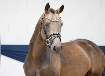 Deutsches Reitpony, Hengst, 3 Jahre, 152 cm, Falbe