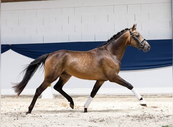 Deutsches Reitpony, Hengst, 3 Jahre, 152 cm, Falbe