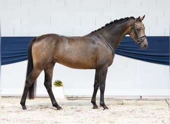 Deutsches Reitpony, Hengst, 3 Jahre, 152 cm, Falbe