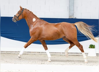 Deutsches Reitpony, Hengst, 3 Jahre, 152 cm, Fuchs