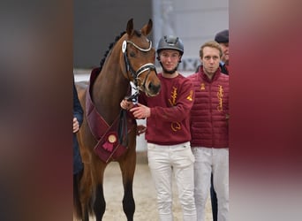 Deutsches Reitpony, Hengst, 3 Jahre, 153 cm, Brauner