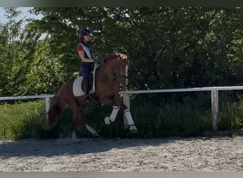 Deutsches Reitpony, Hengst, 3 Jahre, 153 cm, Fuchs