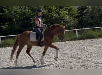 Deutsches Reitpony, Hengst, 3 Jahre, 153 cm, Fuchs