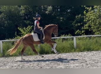 Deutsches Reitpony, Hengst, 3 Jahre, 153 cm, Fuchs