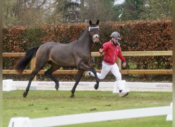 Deutsches Reitpony Mix, Hengst, 3 Jahre, 154 cm, Brauner