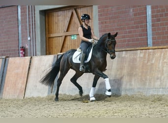 Deutsches Reitpony Mix, Hengst, 3 Jahre, 154 cm, Dunkelbrauner