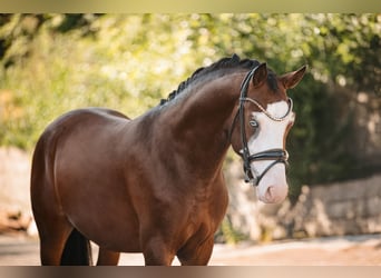Deutsches Reitpony, Hengst, 3 Jahre, 155 cm, Brauner
