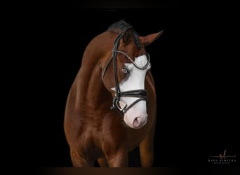 Deutsches Reitpony, Hengst, 3 Jahre, 155 cm, Brauner