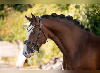 Deutsches Reitpony, Hengst, 3 Jahre, 155 cm, Brauner