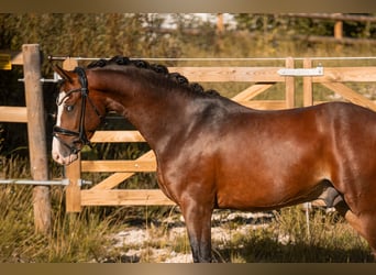 Deutsches Reitpony, Hengst, 3 Jahre, 155 cm, Brauner