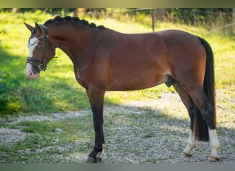 Deutsches Reitpony, Hengst, 3 Jahre, 155 cm, Brauner