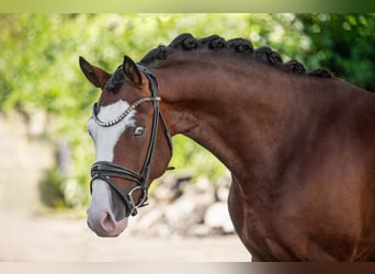 Deutsches Reitpony, Hengst, 3 Jahre, 155 cm, Brauner