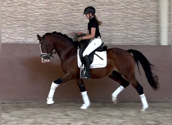 Deutsches Reitpony, Hengst, 3 Jahre, 155 cm, Brauner