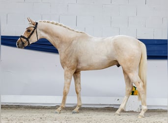 Deutsches Reitpony, Hengst, 3 Jahre, 159 cm, Palomino