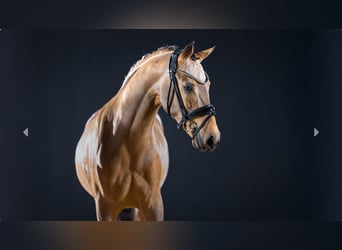 Deutsches Reitpony, Hengst, 3 Jahre, Buckskin