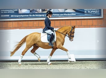 Deutsches Reitpony, Hengst, 3 Jahre, Fuchs