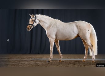 Deutsches Reitpony, Hengst, 3 Jahre, Palomino