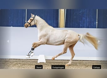 Deutsches Reitpony, Hengst, 3 Jahre, Palomino