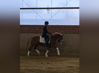 Deutsches Reitpony, Hengst, 4 Jahre, 144 cm