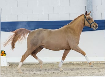 Deutsches Reitpony, Hengst, 4 Jahre, 144 cm, Fuchs