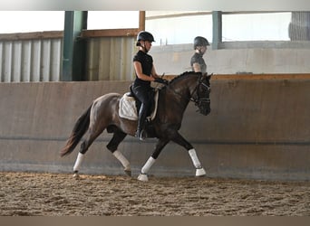 Deutsches Reitpony, Hengst, 4 Jahre, 144 cm, Grullo